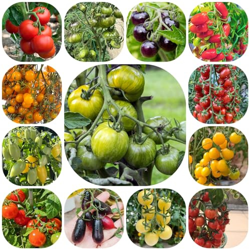 tomatensamen freiland, garten winterhart mehrjährig balkon hochbeet stauden 125pcs