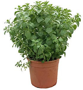 Origano Origanum vulgare pianta aromatica in vaso ø14 cm Vivaio di Castelletto