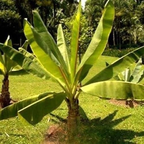 Ethiopian Banana Plant 5 Seeds + Plant tag + Freebie - Ensete ventricosum musa