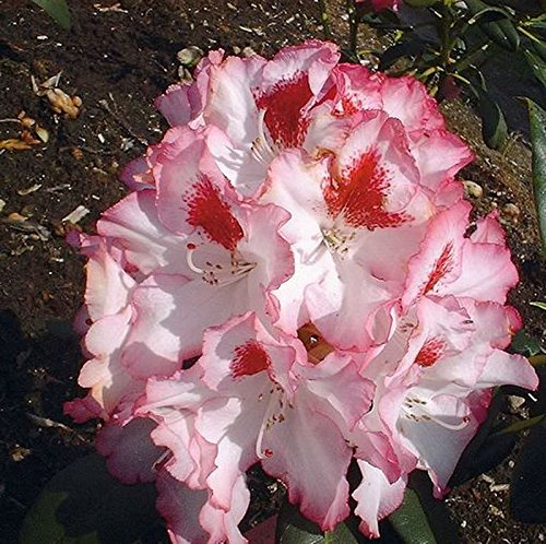 Großblumige Rhododendron Hachmanns Charmants® 30-40cm - Alpenrose - lebende Gartenpflanze aus den Baumschulen
