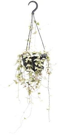 Leuchterblume - Ceropegia Woodii ssp.woodii - Zimmerpflanze - Ø14cm - 50cm