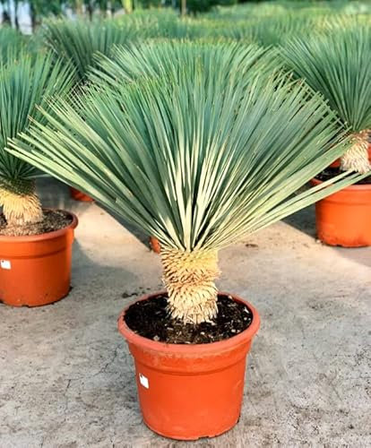 POWERS TO FLOWERS - YUCCA ROSTRATA ESEMPLARE, Vaso 34cm diametro, altezza 130/150cm, pianta vera