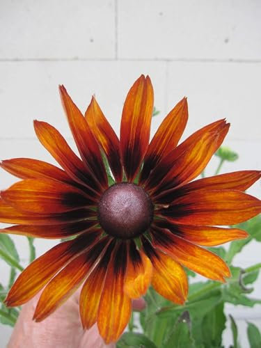 Sonnenhut Big Smile Smiley - Rudbeckia hirta - Sunbeckia Big Smile Smiley - Insektenweide