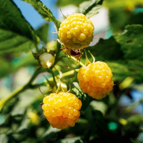 semi di lampone semi di decorazione decorativa balconi estremamente resistenti acquistare giardino 100pcs