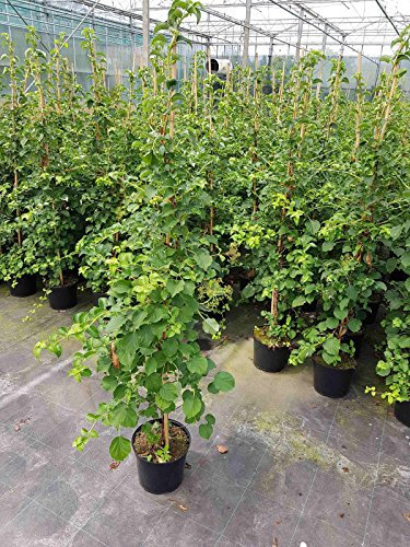 Kletter-Hortensie, Höhe: 150-160 cm, Hydrangea petiolaris, Kletterhortensie + Dünger