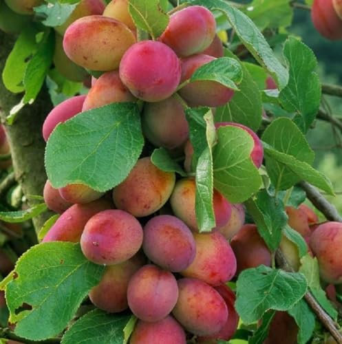 Dwarf Patio Miniature Victoria Plum Fruit Tree 3-4ft Supplied in a 5 Litre Pot by DirectPlants™