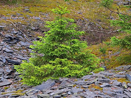 Fichte Picea abies 130 Samen