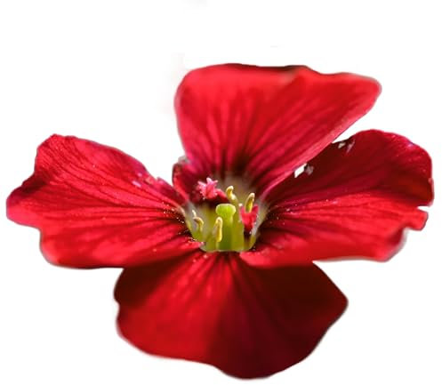 Aubretia Plants, 'Red', 9 x Plug Plant Pack, Winter Bedding Plants, Winter Aubretias, Garden Ready and Ready to Plant, Red Aubretias, Premium Quality Bedding
