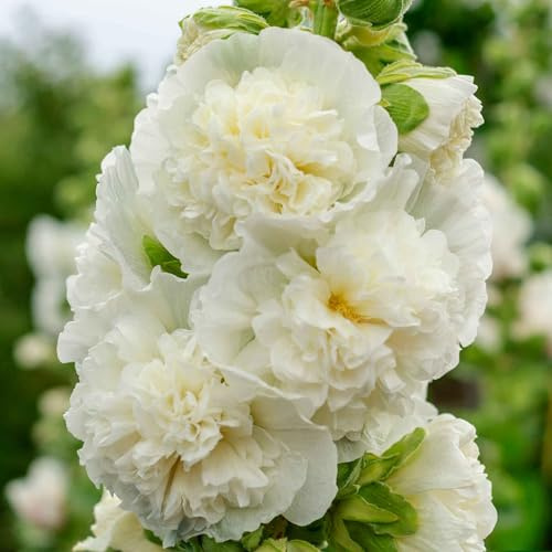 Eden Brothers Hollyhock Seeds - Majorette Double White