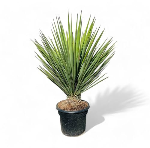 Tropictrees, Yucca Faxoniana Plante exotique du désert pour jardin et terrasse, résistante à l'hiver, facile d'entretien et décorative, parfaite pour les endroits secs 170 cm, faxon yucca