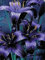 Lilium tuberi di cipolle, cipolle perenni, resistenti all'inverno, decorativi, grazia, gigli in vaso, gigli a cipolle resistenti all'inverno, ottima decorazione