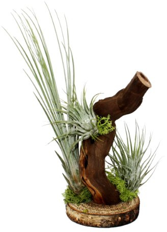 Exotenherz - Tillandsien auf Wurzelbaum - 3 Pflanzen