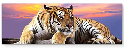 Paul Sinus Art Leinwandbilder | Bilder Leinwand 150x50cm liegender Tiger mit Sonnenuntergang im Hintergrund