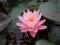 Nymphaea odorata 'Rosennymphe' 11x11 cm Topf – Winterhart, Mehrjährig, Pflegeleicht – Duft-Seerose – Teichpflanze für Gartenteich & Wasserbecken