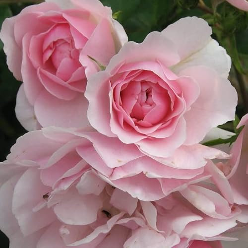 2x Bodendeckerrose 'Bonica'® - Rosa 'Bonica' ® - Topf