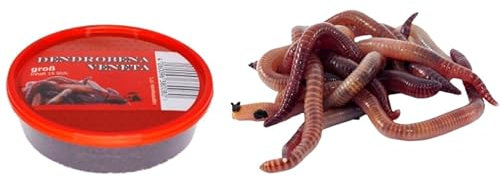 Dendrobena Angelwürmer, Riesen-Rotwürmer, Lebendfutter, 3 Dosen, klein, mittel oder groß, Angelköder, Haustierfutter, Reptilienfutter (3 Dosen Groß 15 stck je Dose)