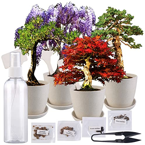 Royal Gardineer Bonsai Set: Bonsai-Anzuchtset, 4 Arten, Töpfe, Untersetzer, Clipper, Sprühflasche (Bonsais, Bonsai Anzucht, Gewächshaus)