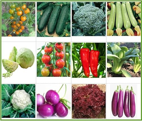 Gemüsesamen Set 12 Sorten Saatgut samenfest Broccoli Gurken Zwiebel Zucchini Aubergine Salat Tomate Chili Paprika Weißkohl Pak Choi Blumenkohl