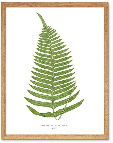 Wee Blue Coo Fern Polypodium Catharinae Art Print Framed Poster Wall Decor 12X16 Inch