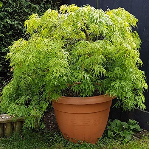 Carbeth Plants Acer Emerald Lace Japanese Maple in 11cm Pot