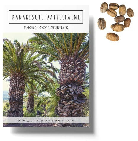Kanarische Dattelpalme Samen (Phoenix canariensis) - Exotische Palme ideal geeignet als Kübelpflanze Indoor und Outdoor