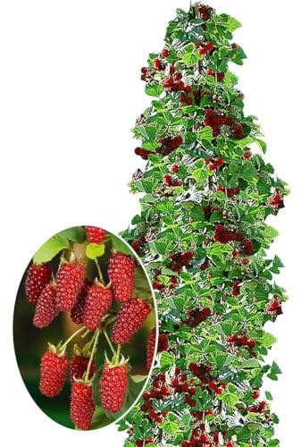 BALDUR Garten 1x Säulen-Tayberry 'Buckingham', Pflanze im 2 Liter-Topf, Beerenobst, winterhart, platzsparende Säule für kleine Gärten, Balkone & Terrassen, Rubus Tayberry