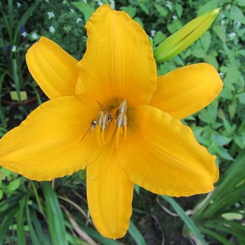 6 x Lis d'Aten - Hemerocallis 'Aten' - Godet 9x9 cm, Fleurs Jaune Vif, Tolère la Sécheresse