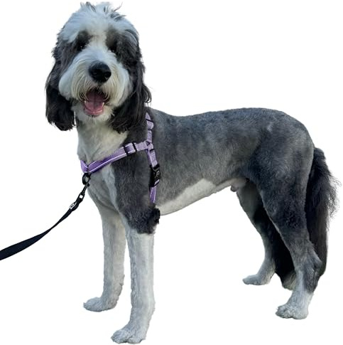 ShawnCo Dream Walk Pro Dog Harness- No-Pull, Comfortable, Adjustable, Easy to Use Pet Halter to Help Stop Pulling for Small, Medium and Large Dogs (ICY Lilac, Medium)