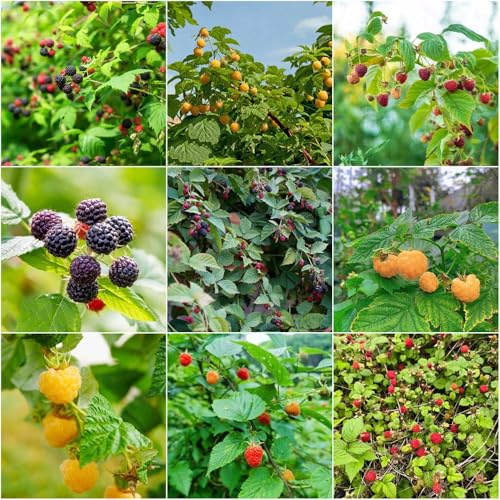 Frambueso resistente - semillas - raras bonsái de interior de frambuesa semillas jardín para camas elevadas balcón 120pcs