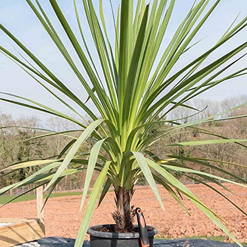 Cordyline Australis Verde Atlantic Green, Evergreen Palm-Like Plant, Supplied as 1 x Plant in A 17cm Nursery Pot by Suttons