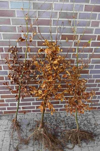 10st. Rotbuchen 30-60cm Heckenpflanzen Fagus sylvatica Rotbuche Gartenhecke Heckenpflanze Wurzelware