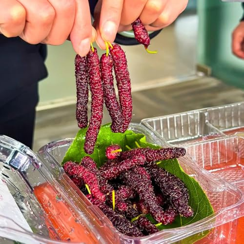 semi di gelso, acquistare da semi di colonnare da giardino roccioso rari nani resistenti vecchie varietà fresca 250pcs