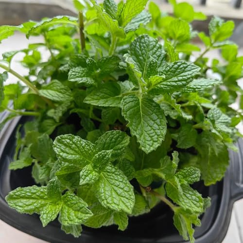 Semi di menta marocchina - giardino balcone esterno resistenti esotiche 500pcs