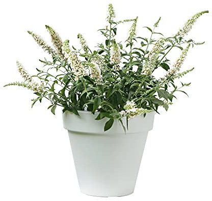 Zwerg-Schmetterlingsflieder White Chip - Sommerflieder (Buddleja) Pflanze in weiß halbschattig und winterhart - Flieder-Strauch von Garten Schlüter