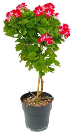 Exotenherz Pelargonium Grandiflorum Swiss - englische Edelgeranie - Stämmchen - 19cm Topf - 60cm - rot-weiss
