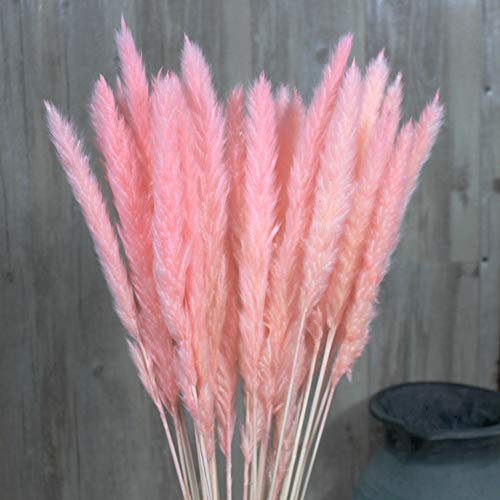 Nicole Knupfer 15 Pcs Getrocknetes Pampasgras schilfrohr Schilfgras Pampas Gras Phragmites Trockenblumen Deko für Inneneinrichtung Fotografie Hochzeit (Rosa)