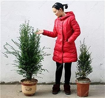 6: Happy Farm 30 Stück Mini Chinesisches Rotholz Samen Sequoia Bonsai-Baum Holly Samen der Stauden-Garten-Blumen DIY Gartenblumentöpfe 6 : Seeds Only