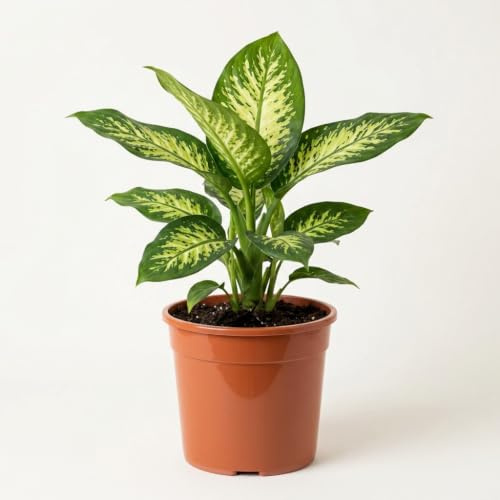 Dieffenbachia | ca. 40-50 cm | Ø 12-15 cm Topf | Pflegeleichte Zimmerpflanzen für Wohnung und Büro | Qualität vom Pflanzen Profi | Ideale Raumbegrünung