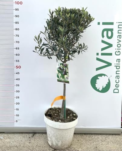 PIANTA DI ULIVO CIPRESSINO AD ALBERELLO VASO 25CM H. 90/100 CM (foto reali)
