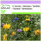 SAFLAX - Fiori commestibili - 1000 semi - 12 Sorten