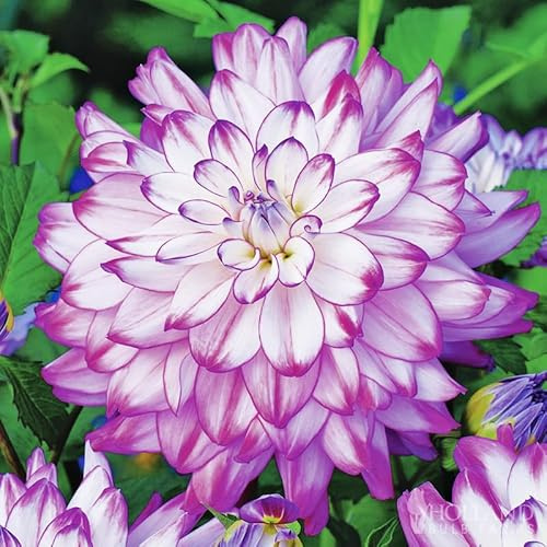 Who Dun It Decorative Dahlia Flower Bulbs - 3 Tubers per Pack - Deer Resistant - Good as Cut Flowers - Grows Well in Containers - Easy to Grow Live Plants - Outdoor Garden