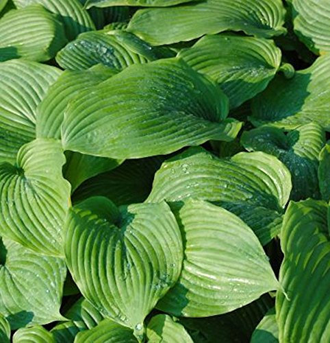 Funkie Niagara Falls - Hosta cultorum