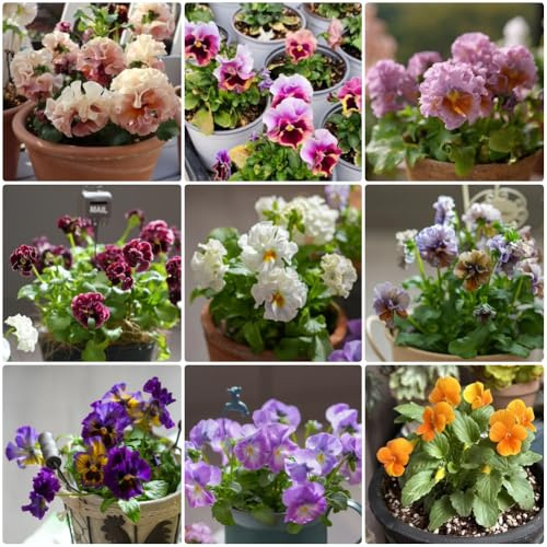 Semi di violetta cornuta - da giardino resistenti Viola cornuta - resistenti per il giardino decorazione soggiorno semi di selvatici 80pcs