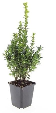 Buxus Sempervirens Heckenpflanzen 48 Pflanzen – Immergrüner Buchsbaum – 10–25cm Höhe – Ø9cm – Großpackung für dichte Hecken Formschnitt & Gartengestaltung