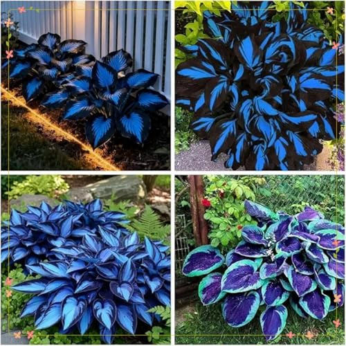 2 Pack Winterharte Funkien- Vielfältige Hosta für Langjährige Blühfreude im Garten-A