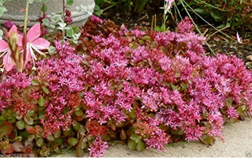 Sedum Seeds - Purple Carpet- (Spurium Coccineum),Succulent Ground-Cover ! (50 Seeds)