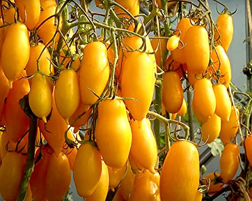 Tomate Banana Legs – Einzigartig, süß, dekorativ - 10 Samen