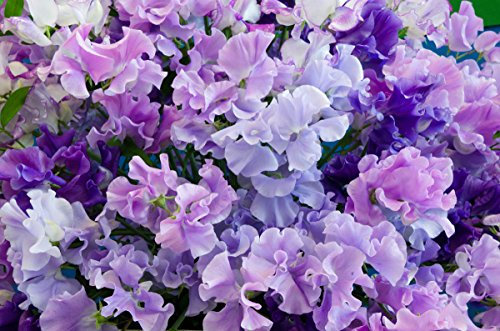 Sweet Pea Bijou Dwarf 10 Seeds (Lathyrus) Fragrant,Superior Variety,Hanging Baskets etc