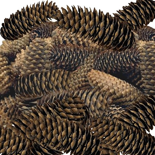 BANBERRY DESIGNS Spruce Pine Cones Set of 24 Natural Pinecones 3.5–4.5 Large Pine Cones for Crafts Vase Filler Christmas Decorations Holiday Décor Rustic Home DIY Craft Supplies