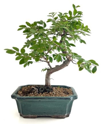 Bonsái Enano Natural Árbol Natural Mini